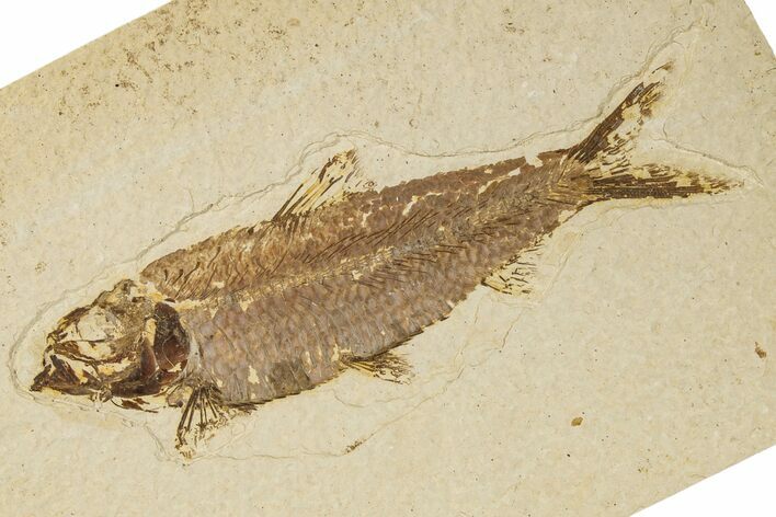 Detailed Fossil Fish (Knightia) - Wyoming #186455